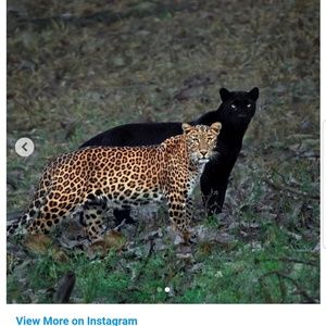 Meet your Posher, Wayne